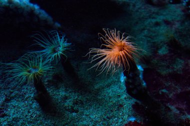 Sandy 'nin canlı turuncu deniz şakayığıyla tuzlu su akvaryumunun dibi.