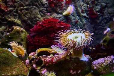 Deniz hıyarı ve diğer deniz canlılarıyla kırmızı bitkinin görüntüsü.