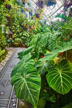 Yeşil ev konservatuarındaki uzun sıra bitkilerin önünde beyaz damarlı büyük yaprakların görüntüsü