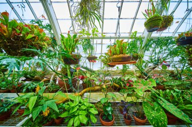 Serada çeşitli bitki örtüleriyle asılan bitkilerin görüntüsü