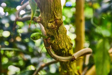 Yosunlu ağaç gövdesinden süzülen kaygan sarmaşıkla gelen garip tomurcukların görüntüsü