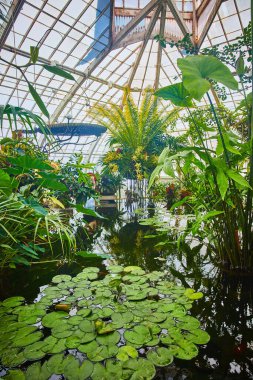 Image of Wide view of conservatory with pool of water with lily pads and plants growing out of the pond clipart