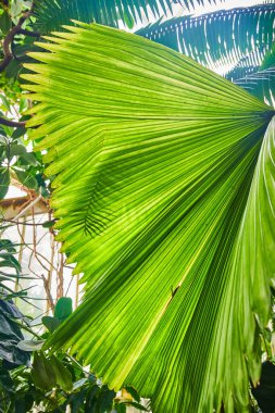 Arkaplanda sera camı olan parlak yeşil yapraklı ön duvar resmi