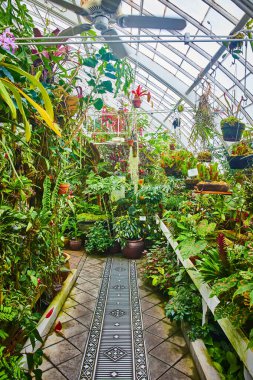 Serada, saksıda saksıda saksılarda sallanan saksılarda asılı bir oda resmi