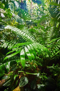 Yaprak yapraklı bitki duvarının ön plandaki değeri