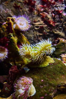 Deniz hıyarı ve deniz şakayıklarının su altındaki bulanık taş zemin üzerindeki görüntüsü