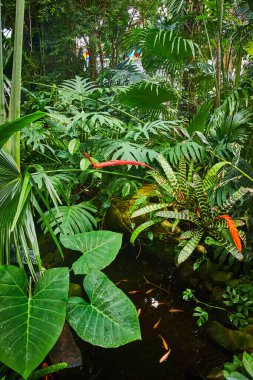 Küçük su havuzunda nazlı balıkların olduğu tropikal orman manzarası.