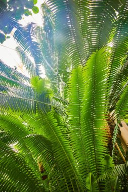 Yapraklı yapraklardan oluşan bir duvar oluşturan tekil bıçaklar ile uzun gövdenin görüntüsü