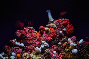 Tank duvarlarında deniz yıldızı olan karanlık sualtı ortamındaki canlı kırmızı ve pembe mercan kolonilerinin görüntüsü.