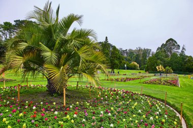 Rengarenk çiçekler ve ortada büyük bir brahea ağacı ile çevrili bir çember.