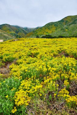 Sarı kır çiçekleri, tepelerinde bulutlar olan dağlara doğru yol alıyor.
