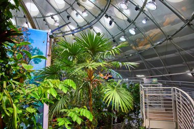 Yağmur ormanları biyolojisindeki insanların başları üzerinde kubbe, tropikal bitkiler ve ağaçlarla yürüme şekli