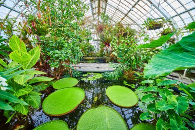 Sudaki Bitkilerin Görüntüsü ve Çiçek Konservatuvarı 'nın iç görünüm geçidi