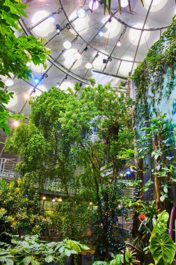 Kaliforniya Bilim Akademisi 'nin kubbeli içinde suni yağmur ormanı görüntüsü