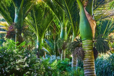Yeni Zelanda 'nın yakınındaki çiçekli ve otlu tropikal ağaçlarının görüntüsü