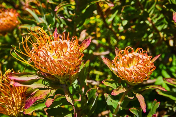 Wizerunek Makro Dwóch Żółtych Kwiatów Pinwheel Rozkwicie Złotymi Czubkami Zielonymi — Zdjęcie stockowe