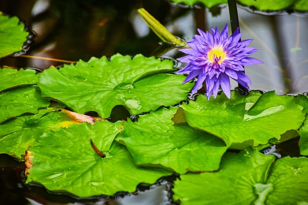 Wizerunek Purpurowego Kwiatu Lilii Wodnej Spoczywającego Nad Listkami Lilii — Zdjęcie stockowe