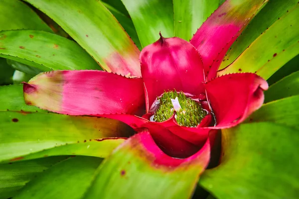 Imagem Macro Verde Suculento Com Centro Rosa Quente Minúsculo Centro — Fotografia de Stock