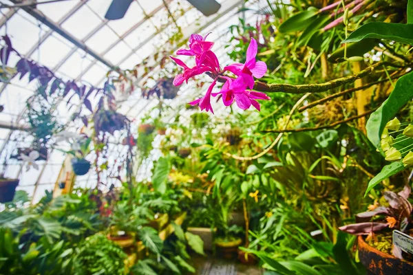Élénk Rózsaszín Orchideák Képe Hosszú Végén Makró Nézet Homályos Üvegházi — Stock Fotó
