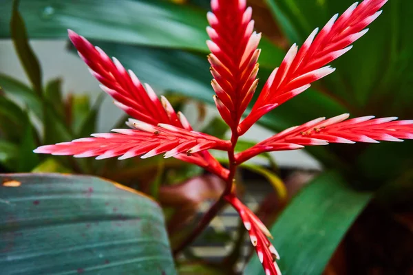 Imagem Vermelho Vibrante Com Pontas Brancas Pontiagudas Planta Única — Fotografia de Stock