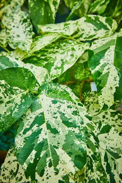 Εικόνα Από Εκκεντρικά Πράσινα Φύλλα Επικάλυψη Καμουφλάζ Από Λευκές Κηλίδες — Φωτογραφία Αρχείου