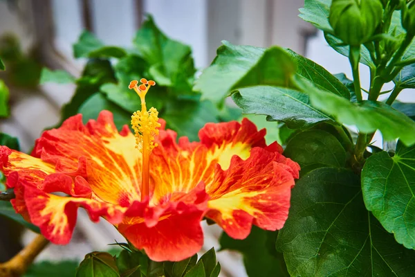 Obraz Poziomego Widoku Jasnego Czerwonawo Pomarańczowego Kwiatu Żółtym Rozbłyskiem Płatkach — Zdjęcie stockowe