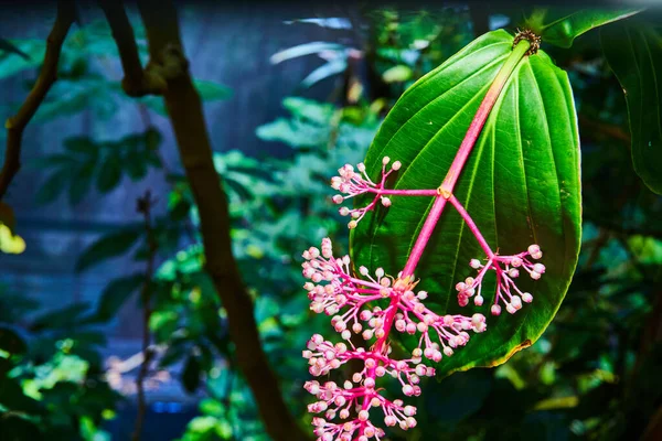 Зображення Красиво Рожевої Квітучої Рослини Звисає Біомі Тропічних Лісів Синім — стокове фото