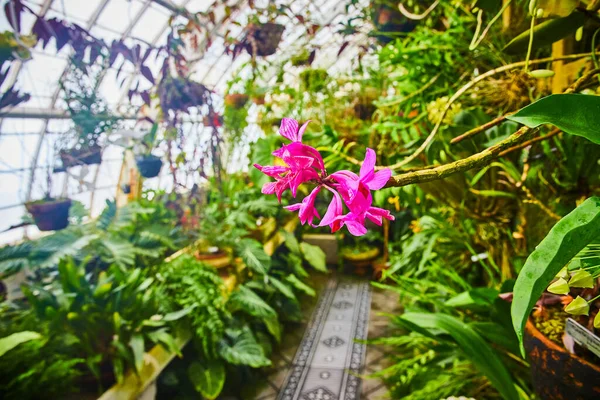 Kép Makró Nézet Élénk Rózsaszín Orchideák Végén Hosszú Elmosódott Üvegház — Stock Fotó