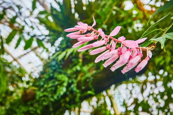 Bild Makro Ljusrosa Blommor Som Börjar Blomma Stam Med Suddig — Stockfoto