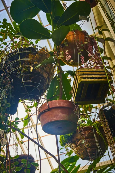 Kép Fenék Lógó Edények Növények Ablakok Konzervatórium — Stock Fotó