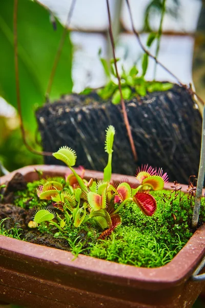 식물성 식물의 이미지 보관소에 매달려 — 스톡 사진