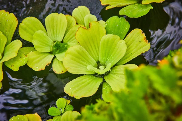 Dalgalanan Koyu Havuzunda Bitkilerinin Makro Görüntüsü — Stok fotoğraf