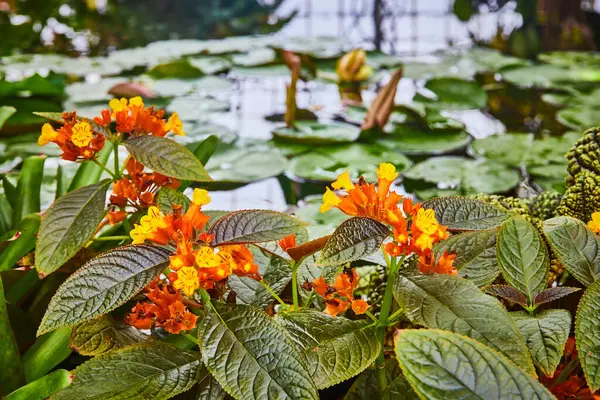 Obraz Maleńkich Pomarańczowych Pąków Otwierających Się Jasnożółtych Kwiatów Makro Stawem — Zdjęcie stockowe