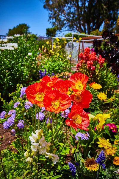 Image of Reddish orange flowers on sunny day with variety of gorgeous colorful flowers and blue sky