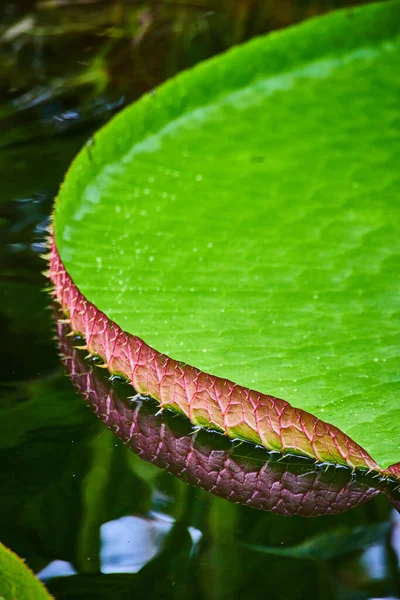 Image Macro Curled Spiky Edge Waterlily Surface Water — Stock Photo, Image