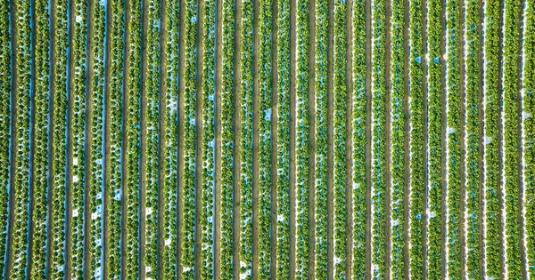 Çilek bitkilerinin birkaç uzun dikey sıra halinde tarım arazisindeki düz havadan görüntüsü