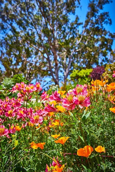 Image of Sunny day with glorious pink and orange flowers with blurry trees and brilliant blue sky