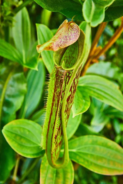외부에 튜브와 스트립 식물의 이미지 — 스톡 사진