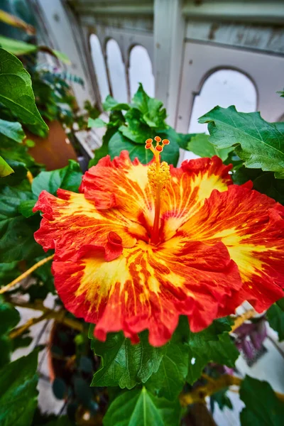 Imagem Flor Florescendo Como Fogo Com Cores Vermelhas Alaranjadas Amarelas — Fotografia de Stock