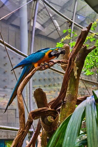 Obrázek Dvou Podivných Papoušků Uvnitř Kopule Biomu Deštného Pralesa Stojících — Stock fotografie