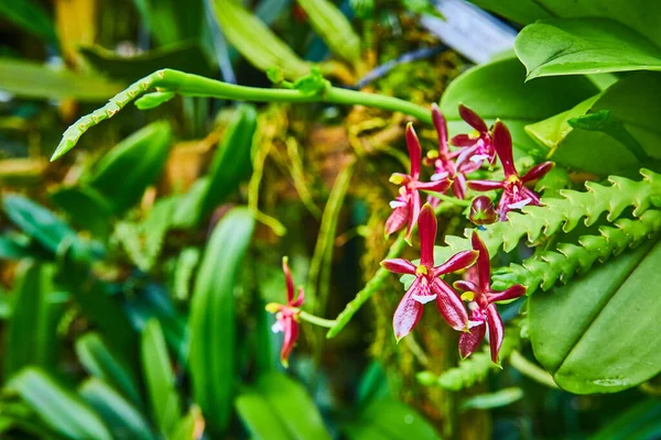 Bild Vaxartade Mörkröda Orkidéer Ribbad Stam Makro — Stockfoto