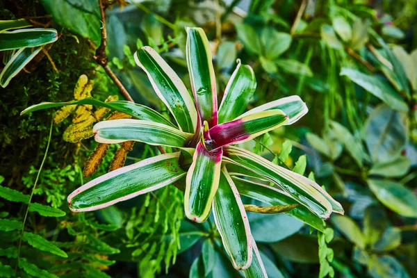 Зображення Макрозображення Крихітних Яких Рожевих Квітів Темно Зеленим Листям Фоні — стокове фото