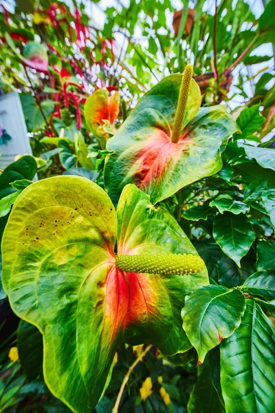 Bild Stora Blad Exotiska Växter Med Suddig Bakgrund — Stockfoto