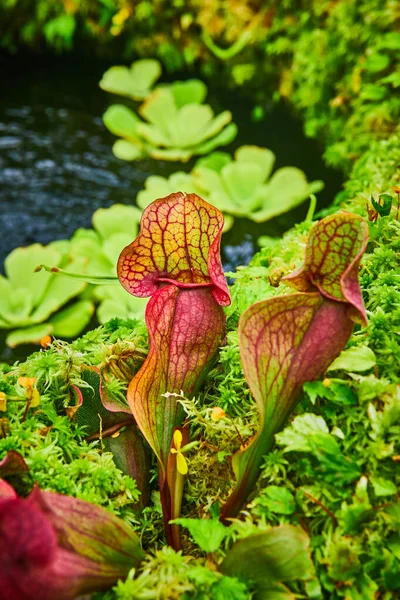 Imagen Tiny Carnivorous Pitcher Plants Next Small Pond Growing Mossy —  Fotos de Stock