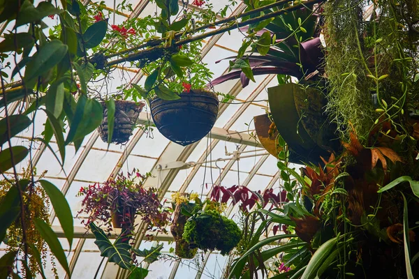 음악원 창문에서 매달려 냄비에있는 식물의 이미지 — 스톡 사진