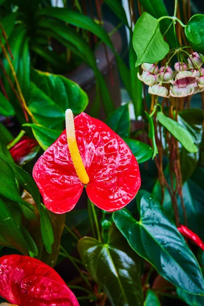 Kép Viaszos Vörös Levelek Magas Sárga Szárak Zöld Növények Háttérben — Stock Fotó