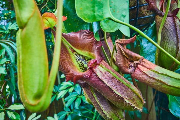 Bild Mörk Lila Ribbad Köttätande Kruka Växter Närbild — Stockfoto