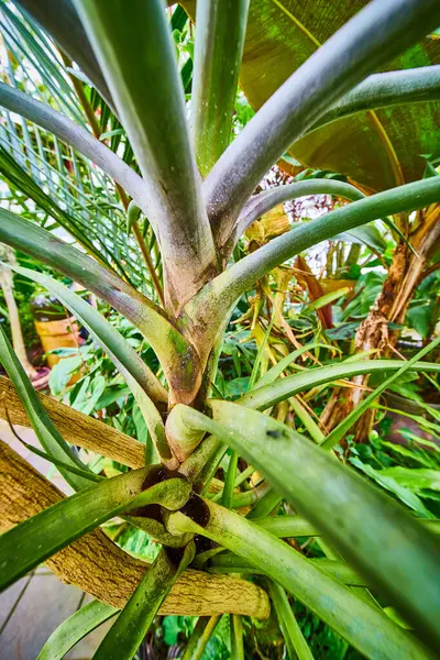 Immagine Succulenta Che Cresce Verticalmente All Interno Una Stanza Piena — Foto Stock