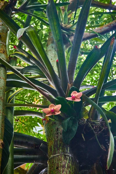Bild Rosa Blommor Höga Tropiska Träd Med Grön Växt Bakgrund — Stockfoto