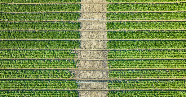 Bild Der Deckenantenne Von Erdbeerpflanzen Mehreren Langen Horizontalen Reihen Mit — Stockfoto